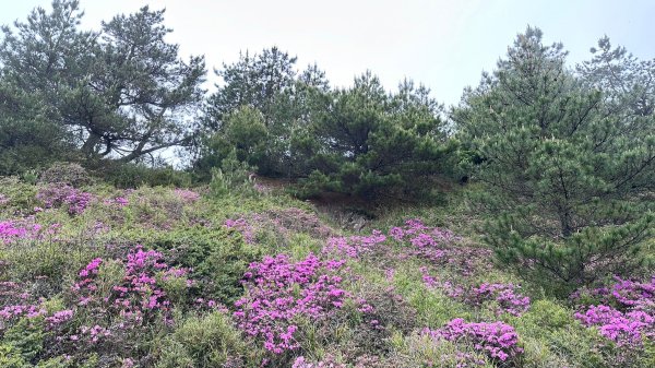 風雨中完成合歡北峰登頂2515340