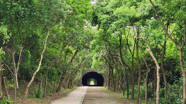 新竹市竟藏有夢幻歐式森林，令人驚艷之南十八尖山，連走崎頂子母隧道