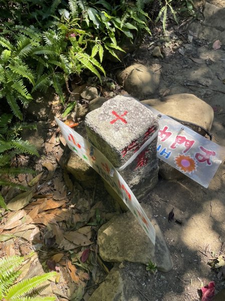 【天上山系】望月亭桐花2869364