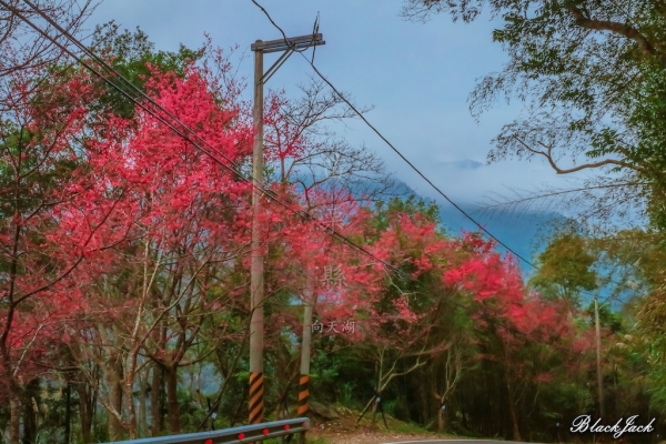 向天湖山的櫻花260842