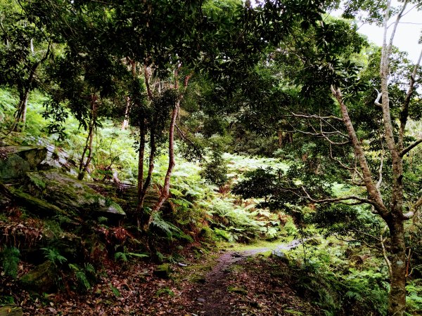 瓦拉米古道-年輕人爬山趣2757959