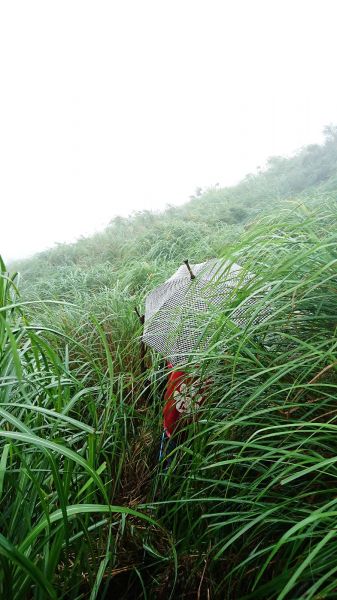 梅雨特訓~陽明山四湖連走137570