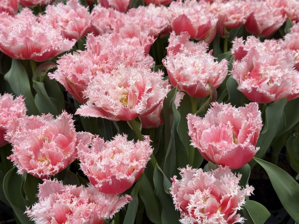 士林官邸~鬱金香2717323