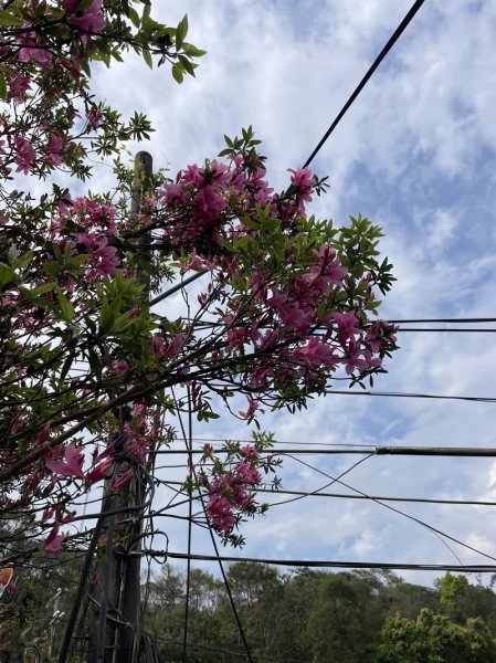 小格頭越嶺坪林2738363