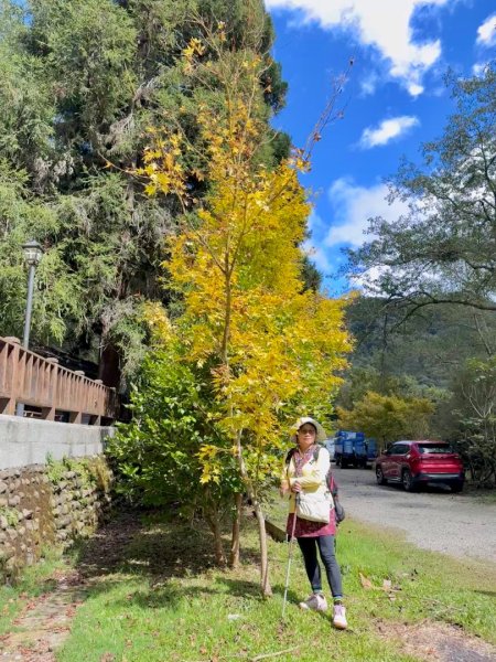觀霧-榛山步道2926023