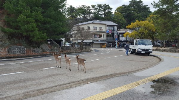 【日本】宮島一日遊。嚴島神社。彌山登山步道1437337