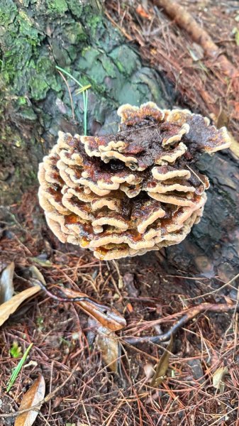 橫沙笛O繞2824591