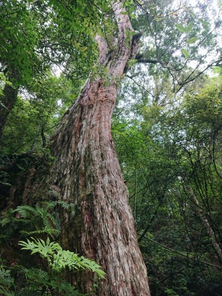 福巴越嶺古道上拉拉山（達觀山）1748285