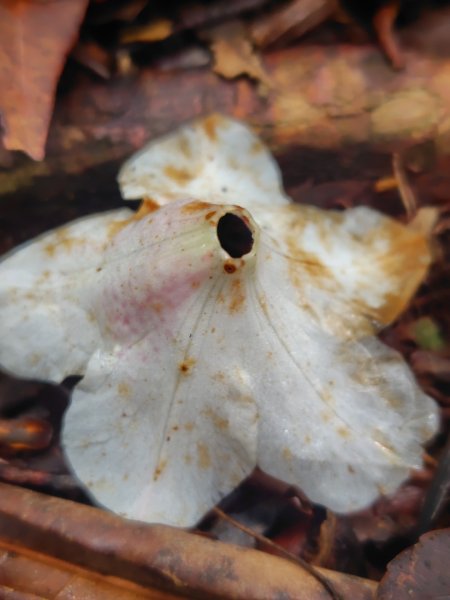 橫沙笛/橫嶺山、沙蓮山、笛吹山2799265