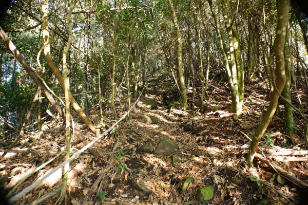 新竹 五峰 鳥嘴山、大窩山2956858