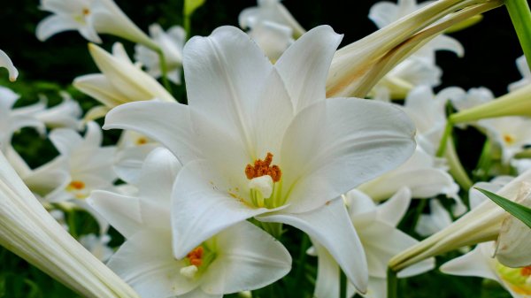 白石湖沒有百合花。晶片關稅2781540