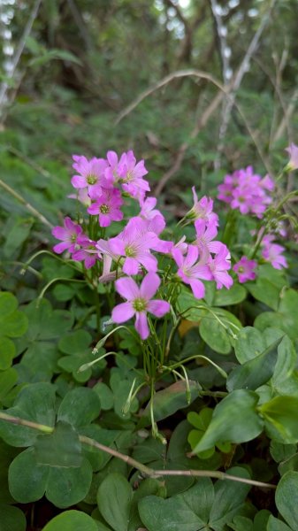 114.04.12一線天-長壽嶺-外南勢角山2760468