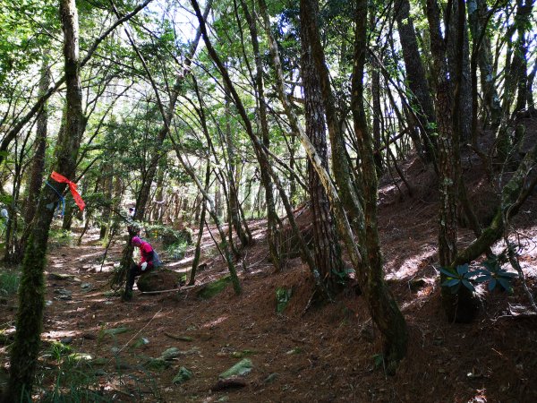 屏風山--岳界說的鳥山，其實不鳥～很辣703250