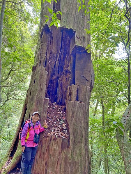 特富野古道、神木逍遙遊 20200606987134