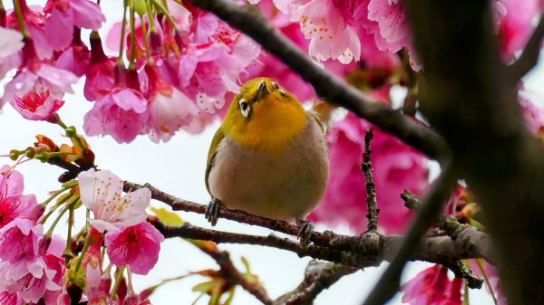 《青玉案・樂活櫻雲照水》2709176