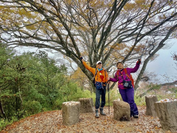 太平山山毛櫸步道與浪漫金黃相遇    2021/11/161519163