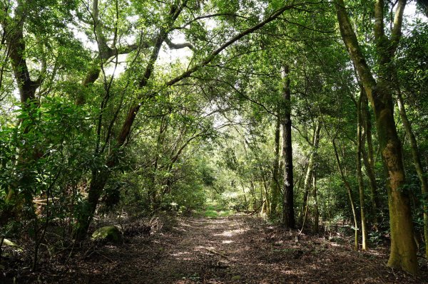 苗栗 三義 枕頭山、南片山2801755