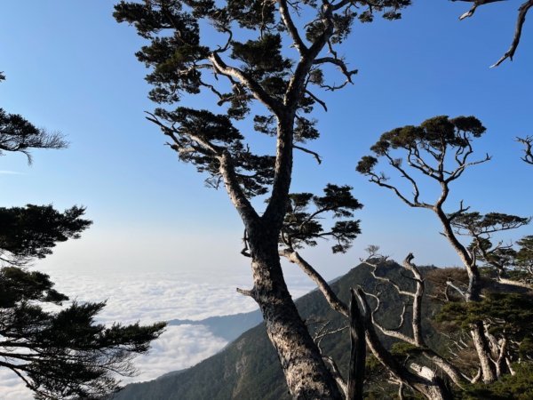 見證最美麗北大武山雲海、鐵杉1318814