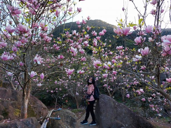 2023／2／18楓樹湖古道  巨石公園木蘭花  2／27楓樹湖古道  楓樹湖桃花源櫻花2051128