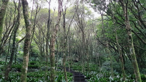 中正山步道-青楓步道-黑森林678388