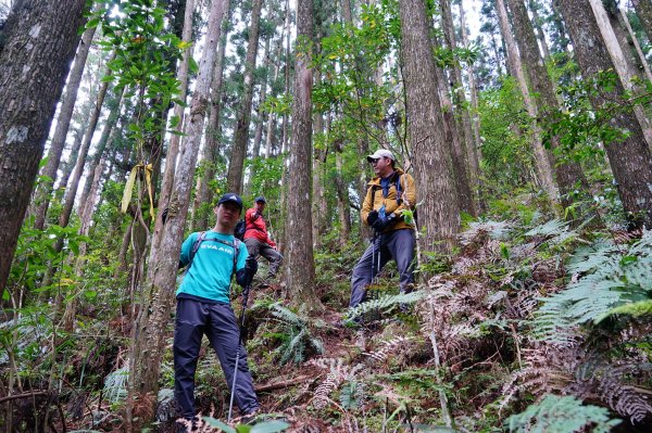 新竹關西鎮 水田林道之貴妃&那結山連走1539713
