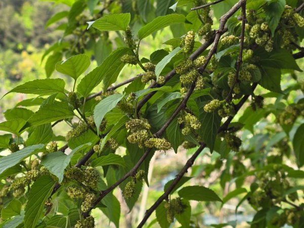 谷關七熊馬崙山2748811