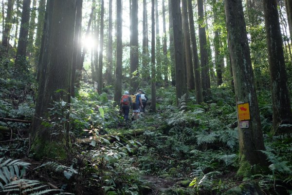 苗栗南庄鄉 二訪加里山 ‧ 2025春 哈加2753373