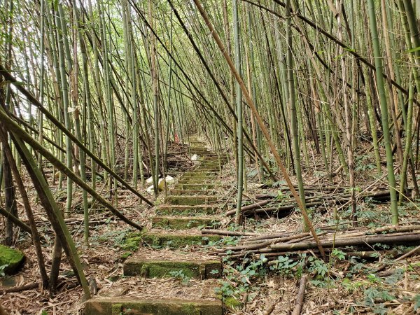 步道巡訪員 l 四大天王山步道第12巡～1212362