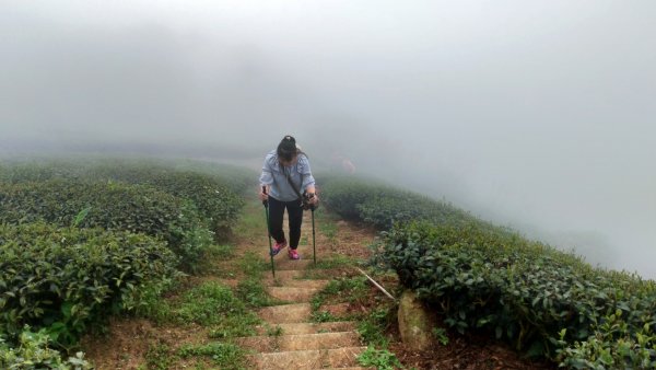 【梨子腳山】2019/11/02720216
