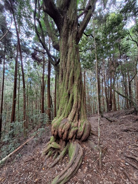 野馬瞰山20241123