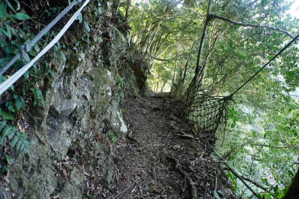 苗栗 泰安 上島山3023054