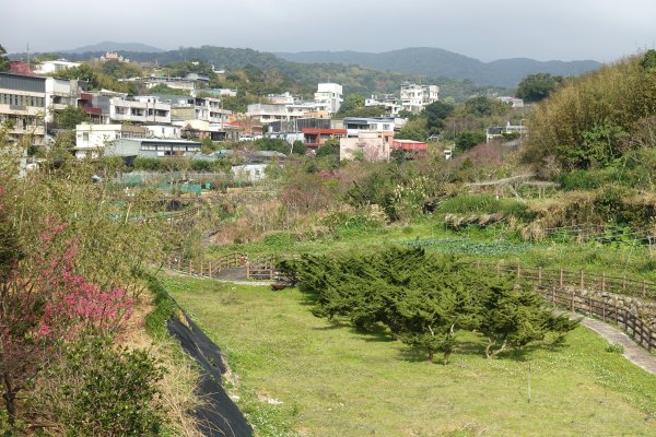 鵝尾山梯田3086945
