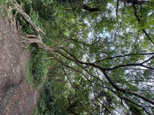 2025/04/13 小百岳第008「大崙頭山」2760262