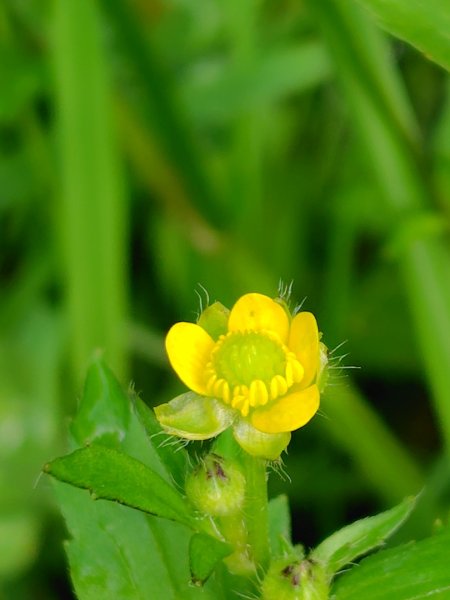 沙里仙林道、沙里仙溪、同富山/埔沙山、東埔山、阿毛巨木2812461
