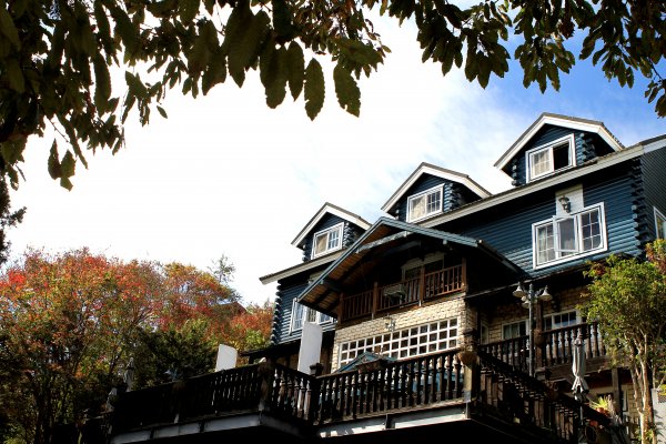 【南投~仁愛】清境農場賞銀杏落羽松楓紅1209039