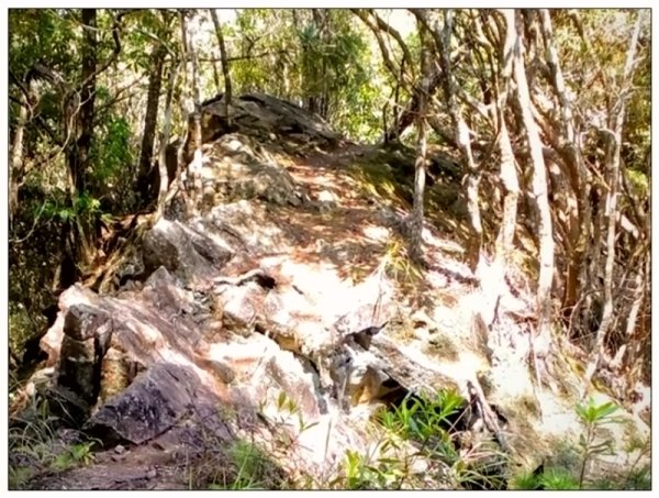 南松鶴山～八仙山 (台中 和平)2926088