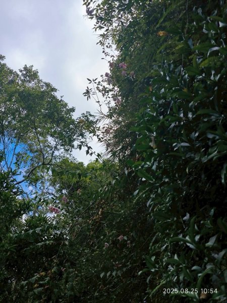 岩壁上的花、艷紅鹿子百合（22869775