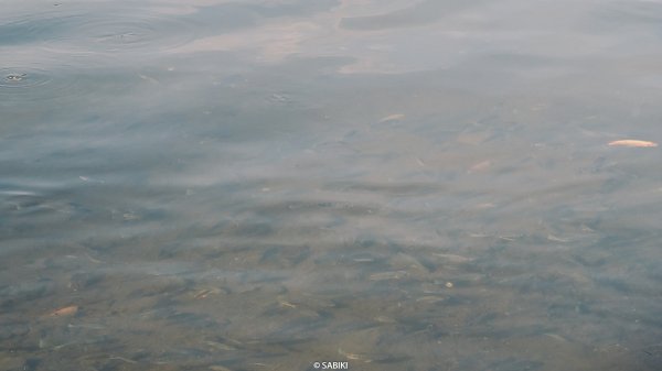 【海外健行】黯然消魂的火山攀登：龍目之巔林賈尼火山2823236