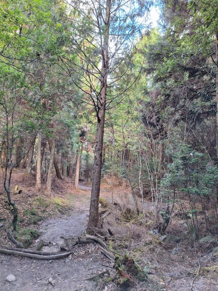 觀霧之榛山O型202411232653899