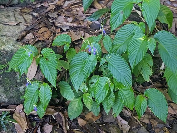 塘湖古道看到的花花草草2593930