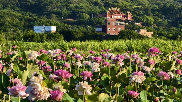 天龍國阿伯的日常-雲山水花鳥蝶 #日出 #牡丹蓮 #香水蓮 #手機拍攝 賞蝶趣 7/42826983