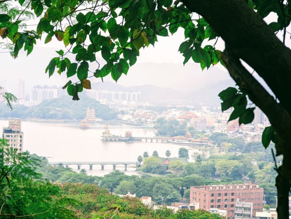 高雄半屏山輕鬆小旅行。遇見冬候鳥「虎鶇」