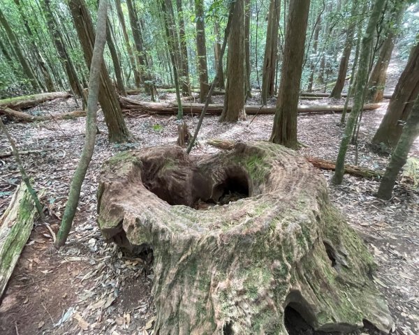 尖石🌳羅山林道野營-油羅山-竹苗小百岳3133069
