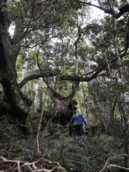 讓嚮導犬小黑帶你悠遊唐穗山1391177