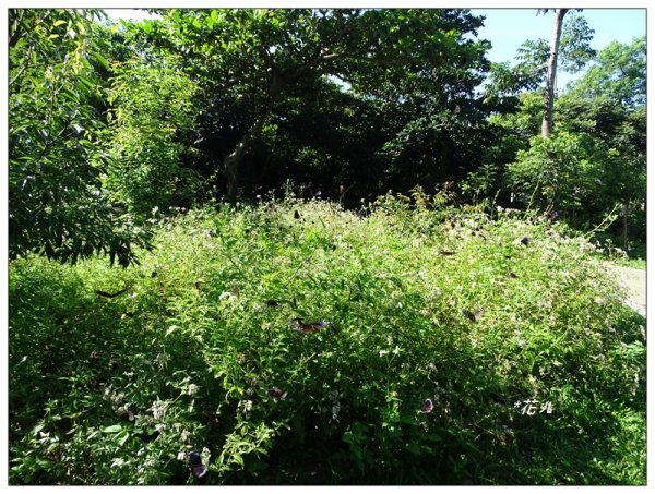 台中/大坑4號步道634918