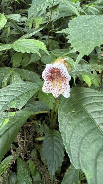 20250927小百岳鳳凰山2896382