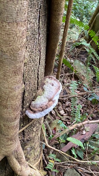 谷關七雄老六白毛山1806951