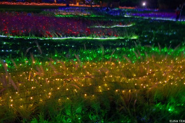 板橋蝴蝶花園—光之饗宴949676