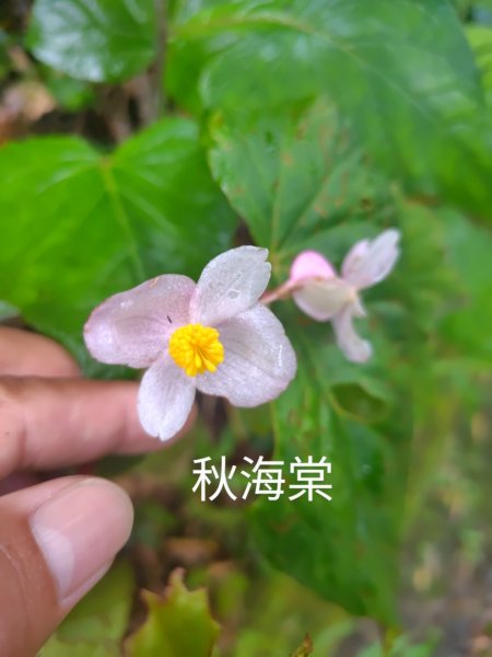 再訪雙林山、杜仔湖步道、雙子山2817924