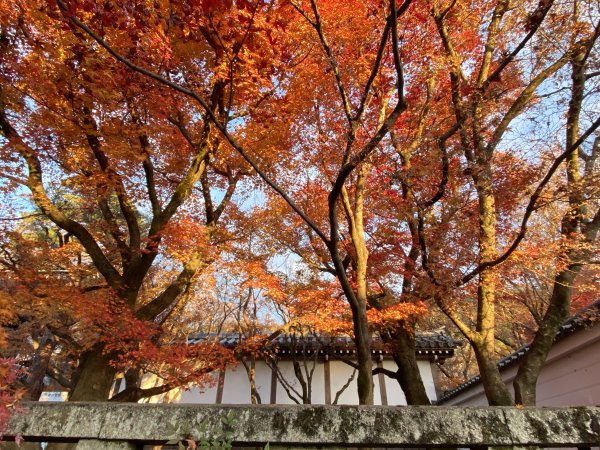 楓紅京都，快閃奈良若草山